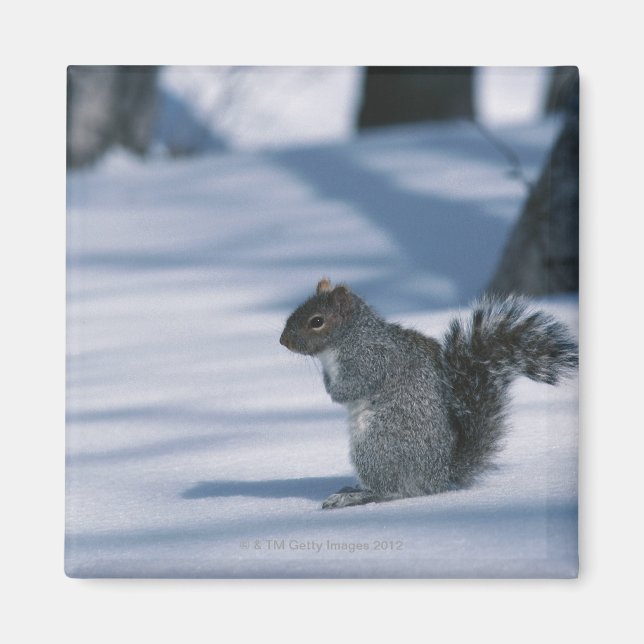 23936348 MAGNET (Front)