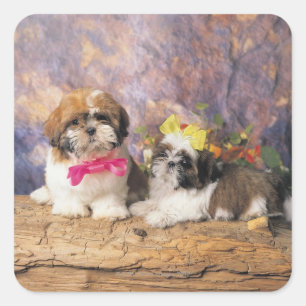 24095243 SQUARE STICKER