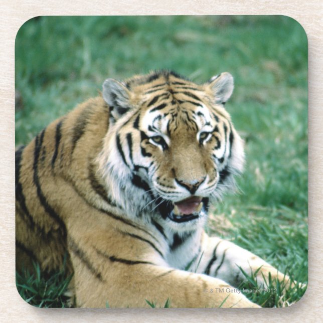 24103189 COASTER (Front)