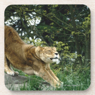 24114343 COASTER