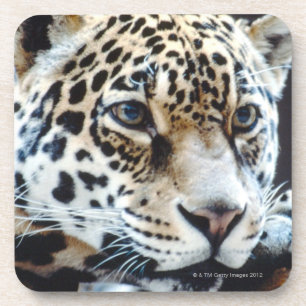 24114363 COASTER