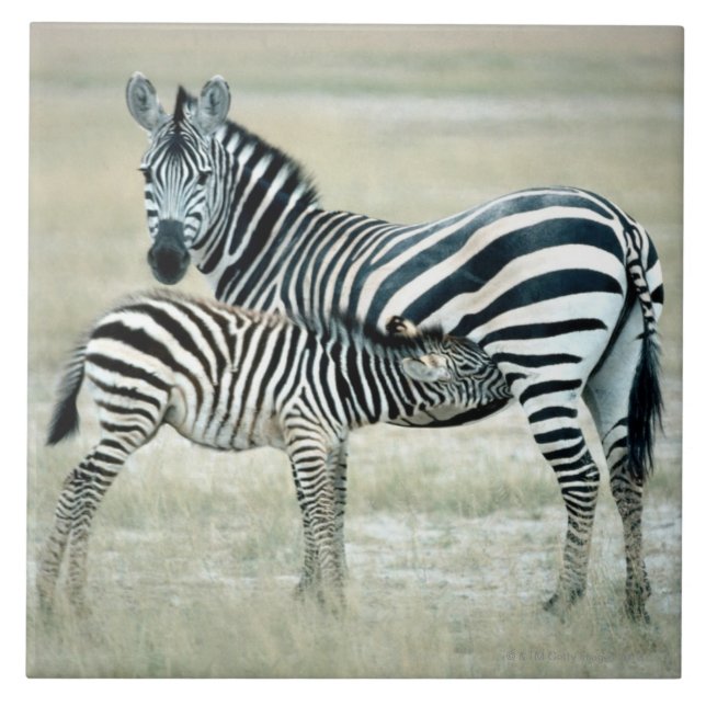 24114480 CERAMIC TILE (Front)