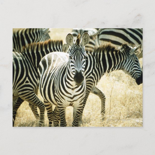 24123844 POSTCARD (Front)