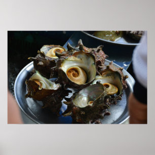 24×16 Haenyeo Sora Conch Harvest Photo Print