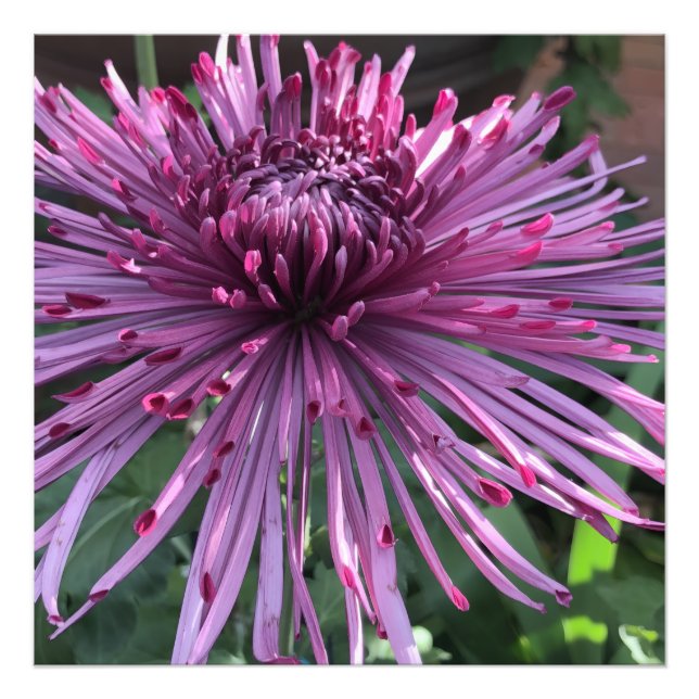 24"x24" Chrysanthemum Photo Print (Front)