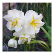 24"x24" Miniature Daffodils