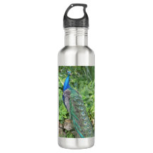 24oz Stainless Steel Florida Peacock Water Bottle
