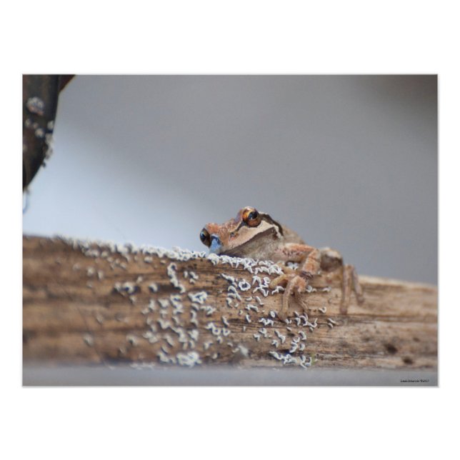 24X18 Content Pacific Tree Frog rests on Lichen Photo Print (Front)