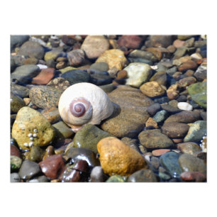 24X18 Moon Snail at Twanoh State Park, Hwy 106, WA Photo Print