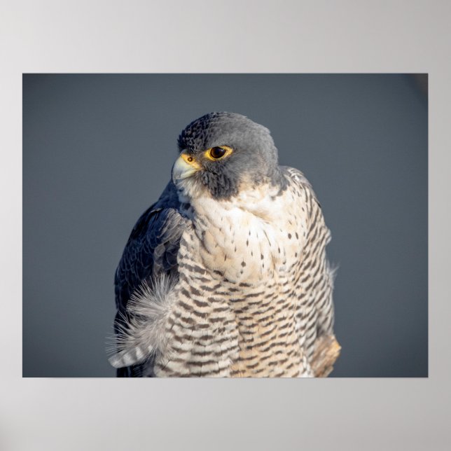 24x18 Peregrine Falcon along the Hudson River Poster (Front)