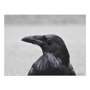 24X18 Raven the Magnificent! Photo Print