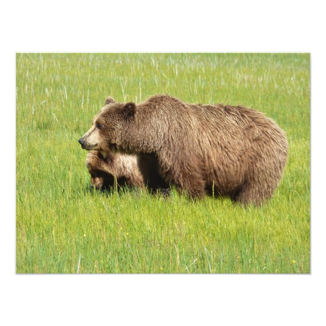 24x18 Satin photo of grizzly bear & cub (Front)