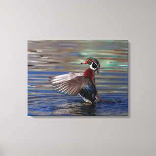 24x18 Wing Flapping Wood Duck Canvas Print