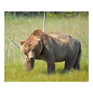 24x20 Satin photo of grizzly bear