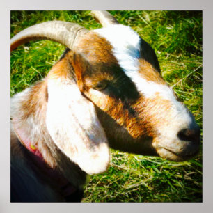 24x24 matte poster. Goat. Personalise! Poster