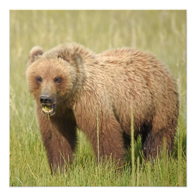 24x24 Satin photo of grizzly bear Print (Front)
