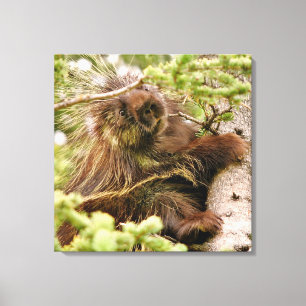 24x24 Wrapped Canvas (Gloss) w/ porcupine