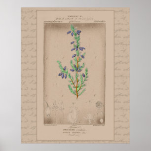 24X30 French Botanical Illustration Bell Heather Poster