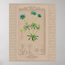 24X30 French Botanical Illustration Blue Woodruff