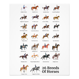 26 Horse Breeds Photo Print