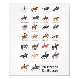 26 Horse Breeds Photo Print