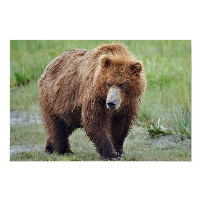 28x18.67 Glossy Poster of grizzly bear (Front)