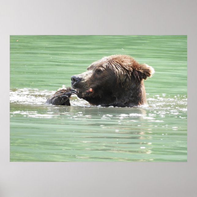 28x20  Poster Paper (Matte) w/ grizzly bear (Front)