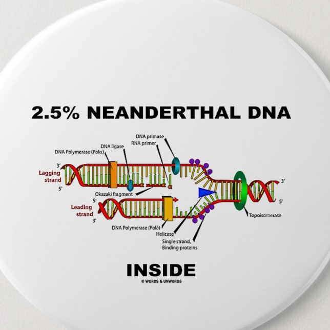2.5% Neanderthal DNA Inside (DNA Replication) 6 Cm Round Badge (Pinback button for any genealogist or molecular biologist)