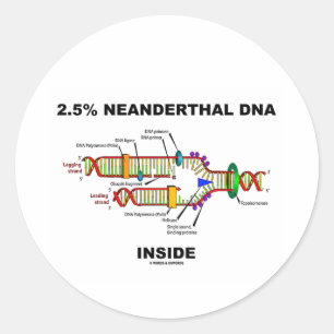 2.5% Neanderthal DNA Inside (DNA Replication) Classic Round Sticker