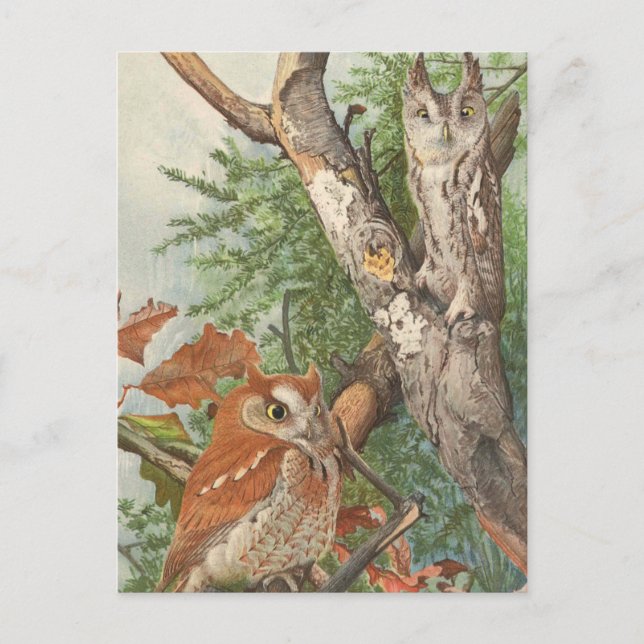 2 angry vintage owls in a tree postcard (Front)