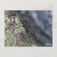 2 Ants