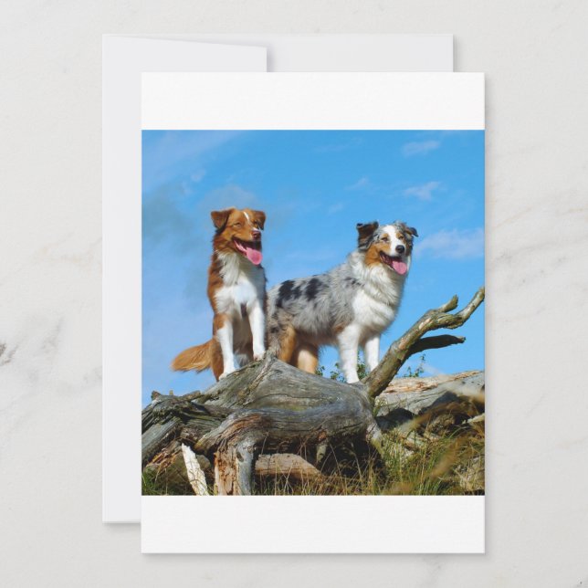 2 australian shepherds (Front)