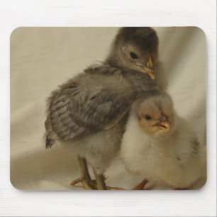 2 Blue/Grey Chicks Mouse Pad
