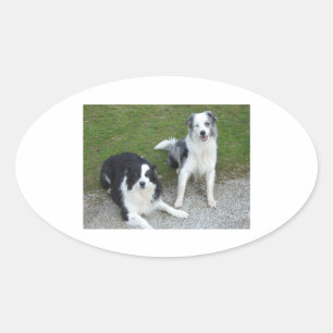 2 border collies.png oval sticker