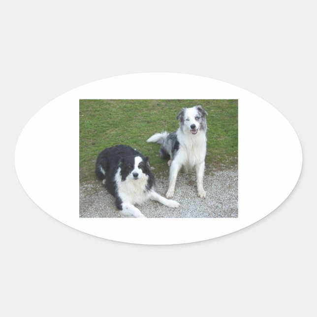 2 border collies.png oval sticker (Front)
