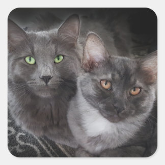 2 cats green eyes orange eyes grey cat black cat  square sticker