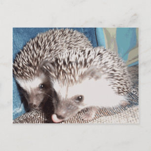 2 cute hedgehogs postcard