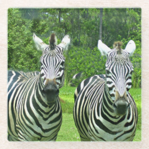 2 Cute Zebras Glass Coaster