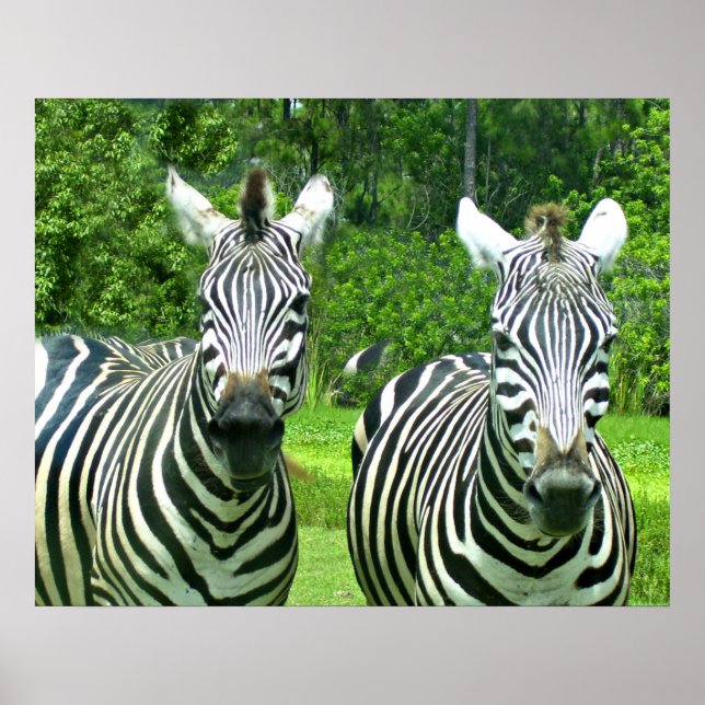 2 Cute Zebras Poster (Front)