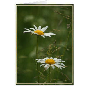 2 daisies