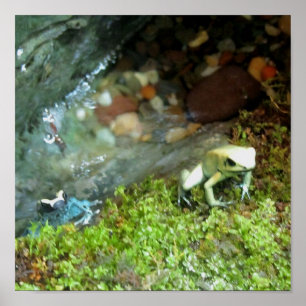 2 Dart Frogs Poster