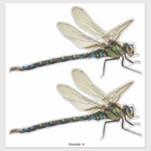 (2) Dragonfly Custom-Cut Vinyl Stickers