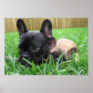 2 Frenchies in the grass Poster