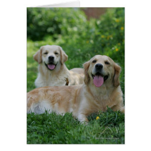 2 Golden Retrievers Laying in Grass