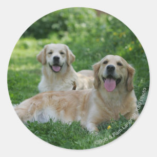 2 Golden Retrievers Laying in Grass Classic Round Sticker