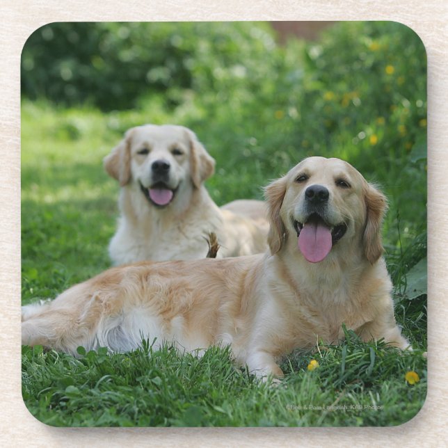 2 Golden Retrievers Laying in Grass Coaster (Front)