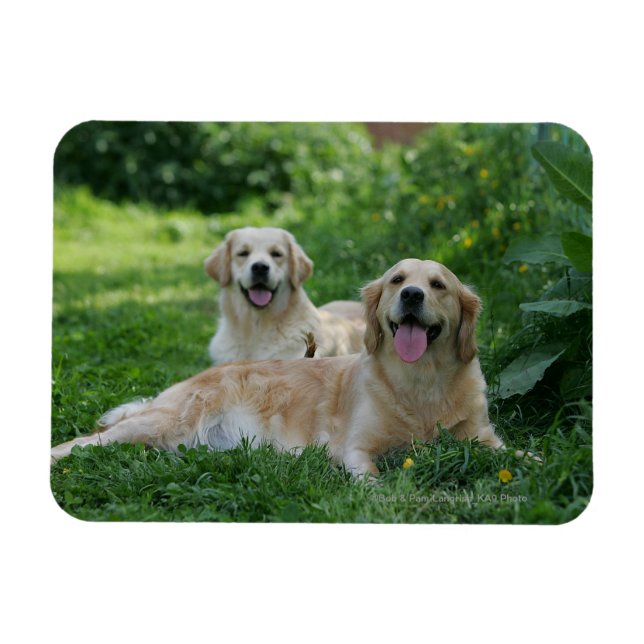2 Golden Retrievers Laying in Grass Magnet (Horizontal)