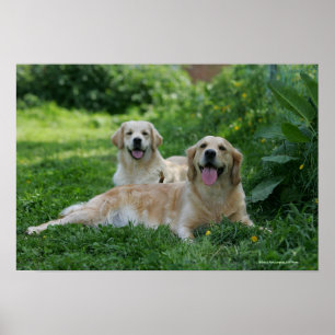 2 Golden Retrievers Laying in Grass Poster
