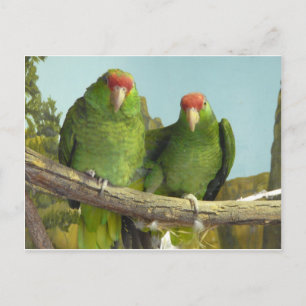 2 green parrots postcard