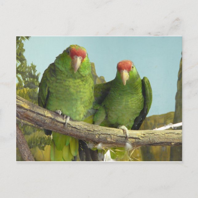 2 green parrots postcard (Front)